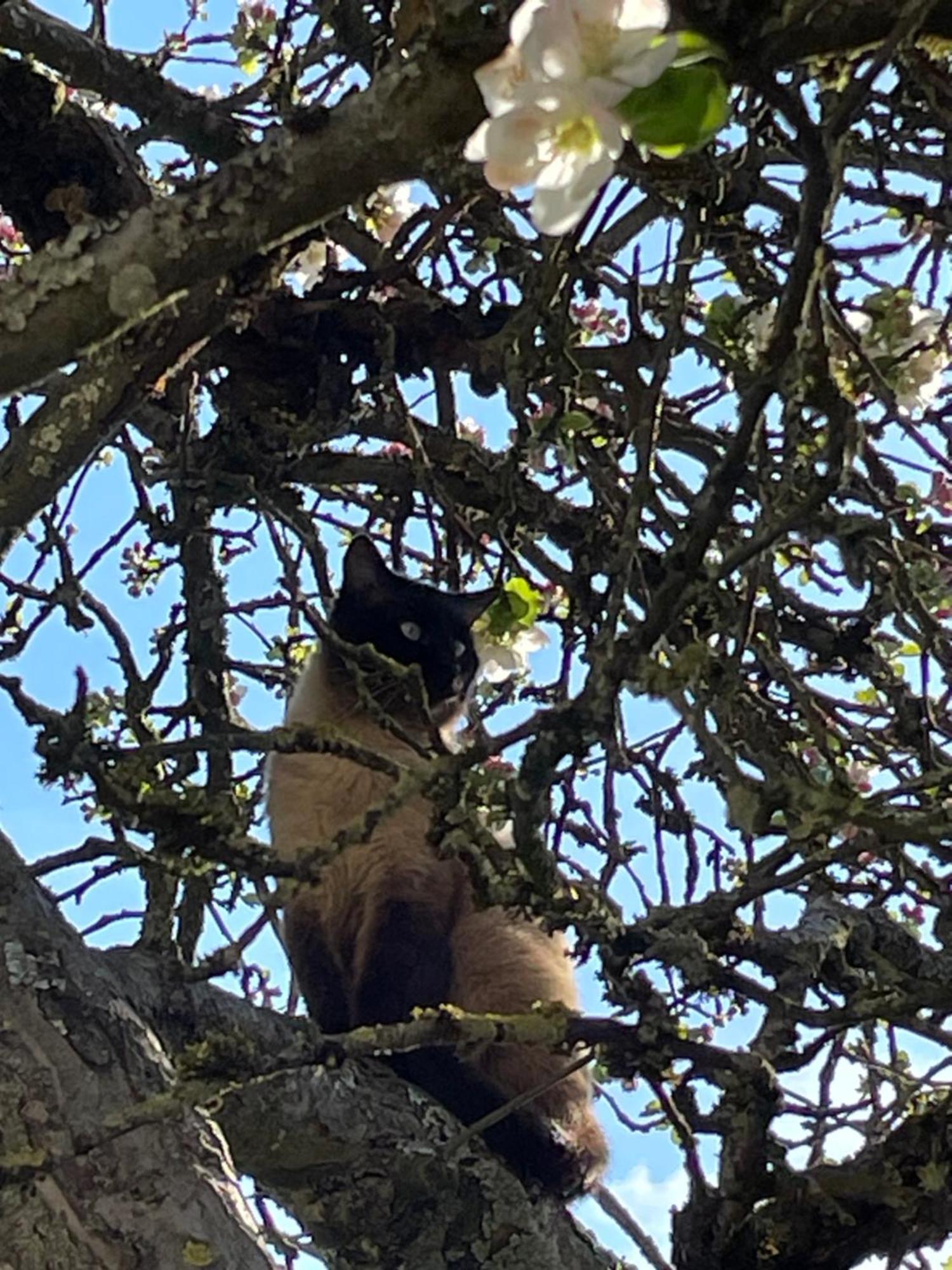 Appartement Aux 3 Loups à Châtenois Extérieur photo