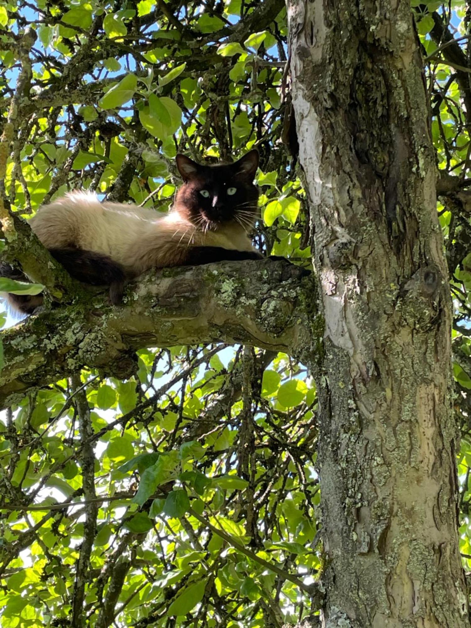 Appartement Aux 3 Loups à Châtenois Extérieur photo