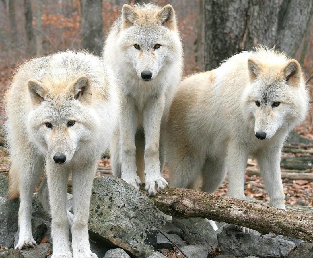 Appartement Aux 3 Loups à Châtenois Chambre photo
